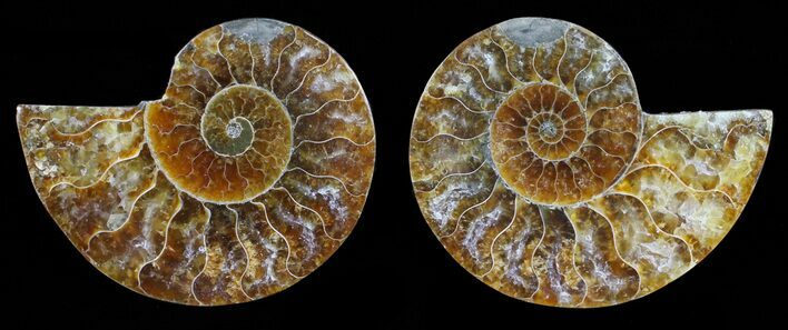 Polished Ammonite Pair - Agatized #59437
